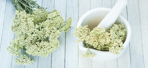 Fiori d’ Erba Iva / Achillea Moscata